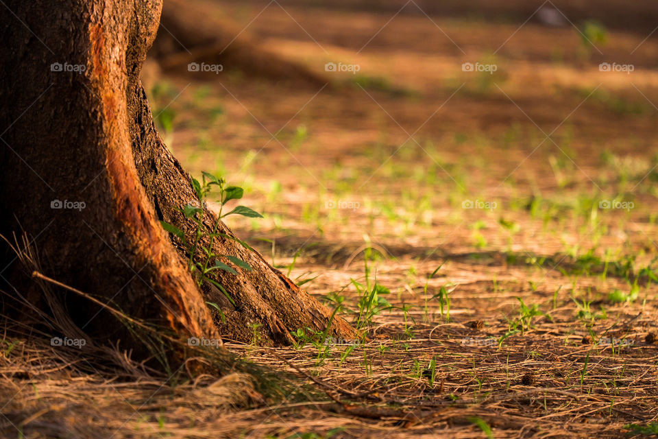 Small plants growing neat tree trunk