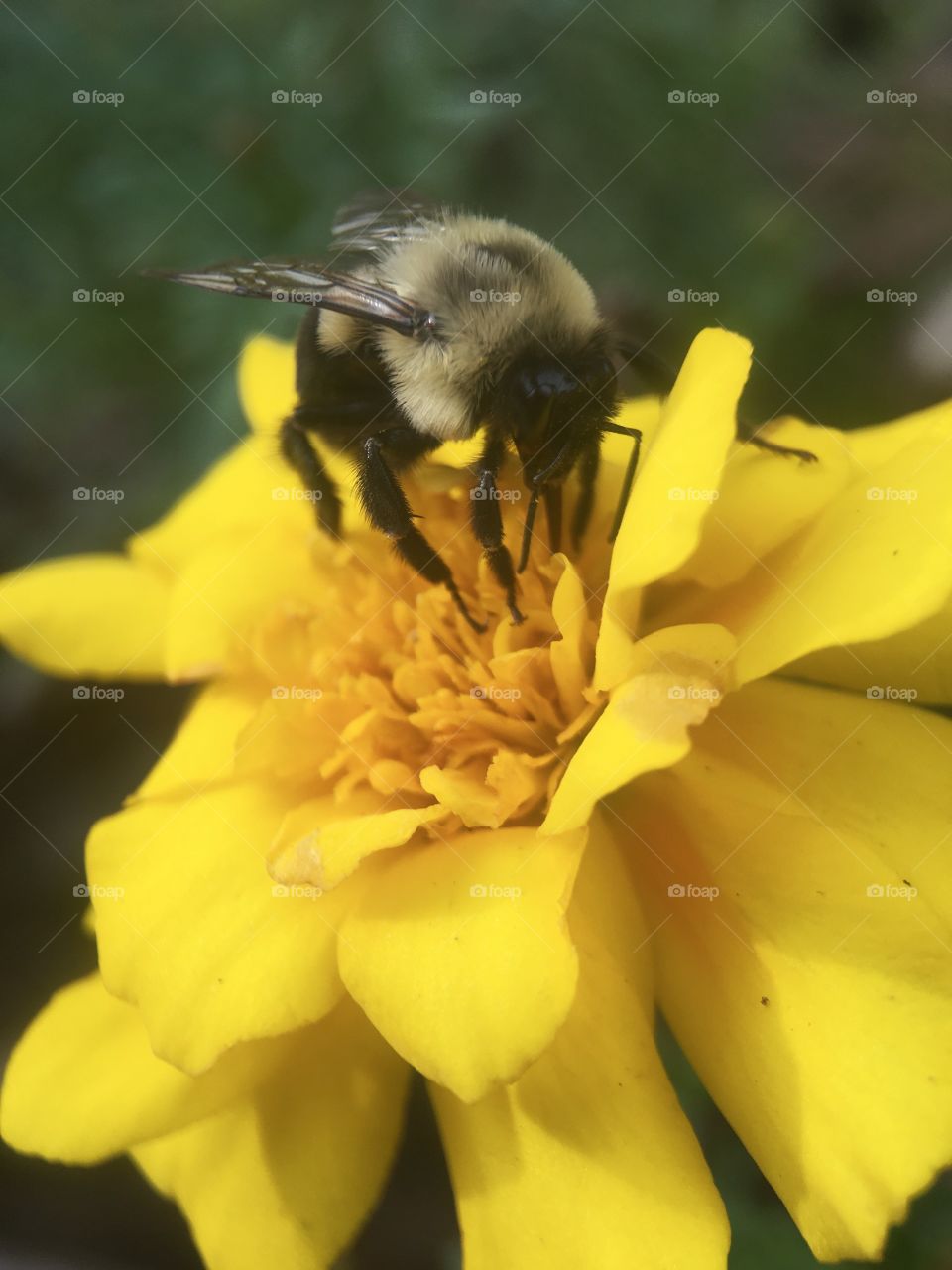 Macro shot of honey bee on flower