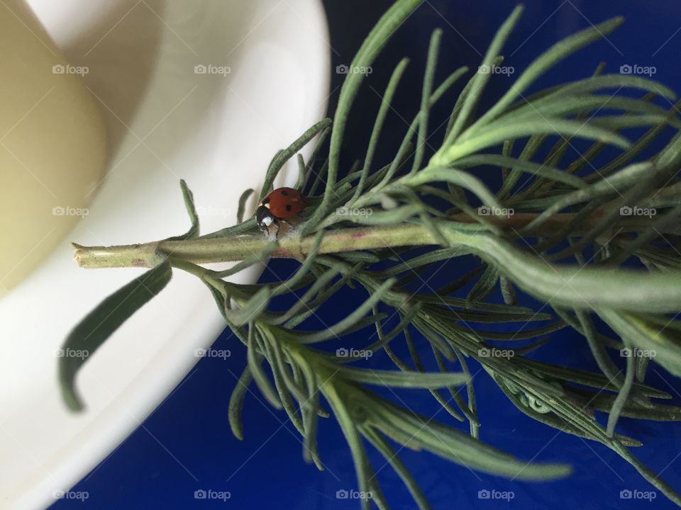 A ladybird on Rosemary