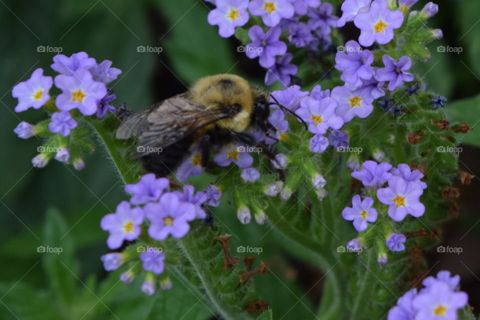 busy bee