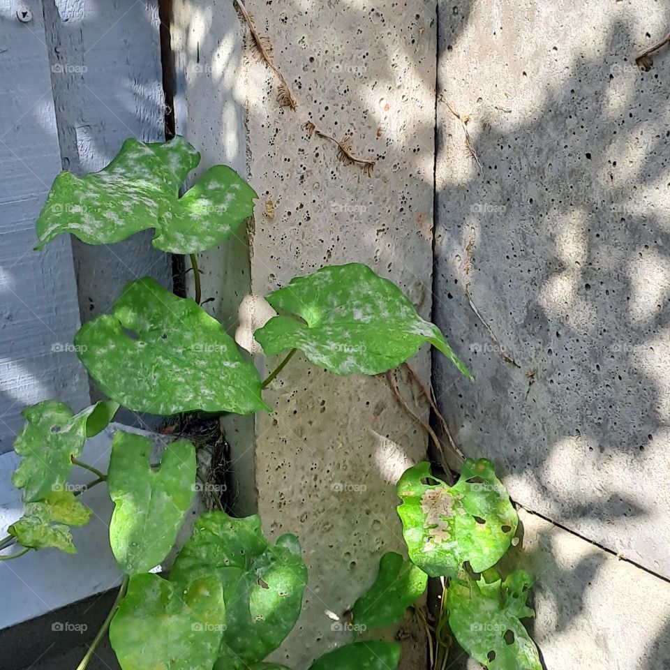 natural light and shade of green plant growing up part fence and wall. shadow. nature