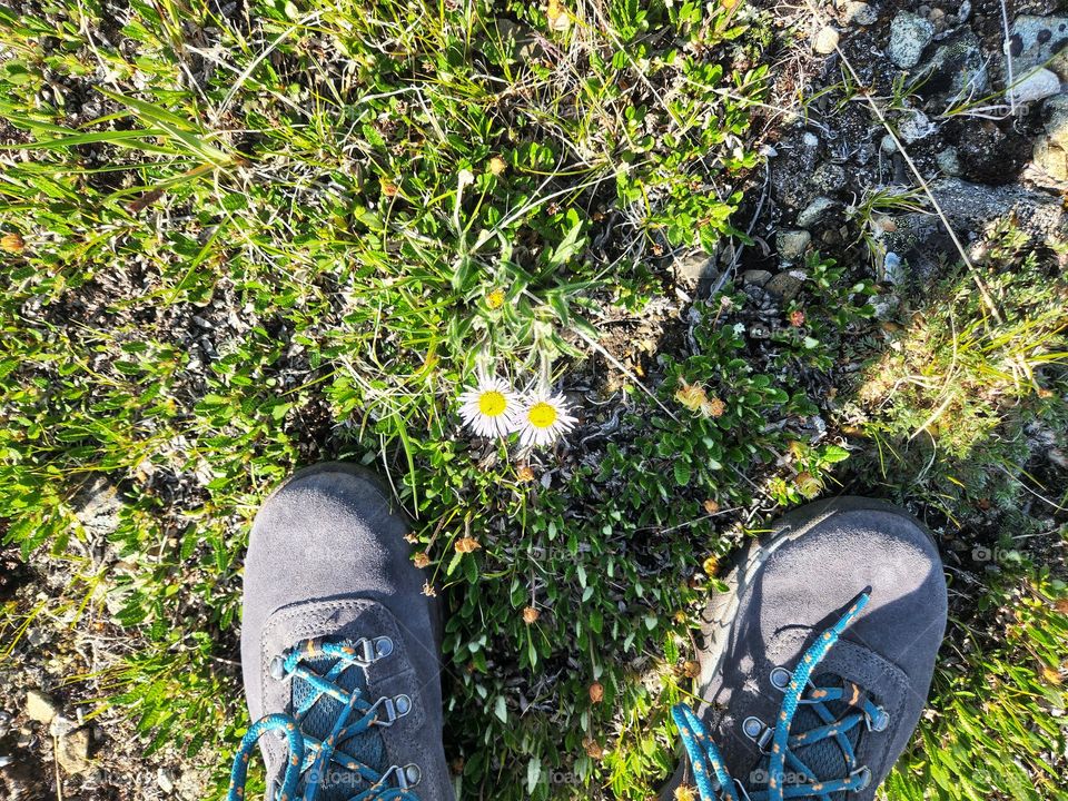Beautiful spring alpine flowers
