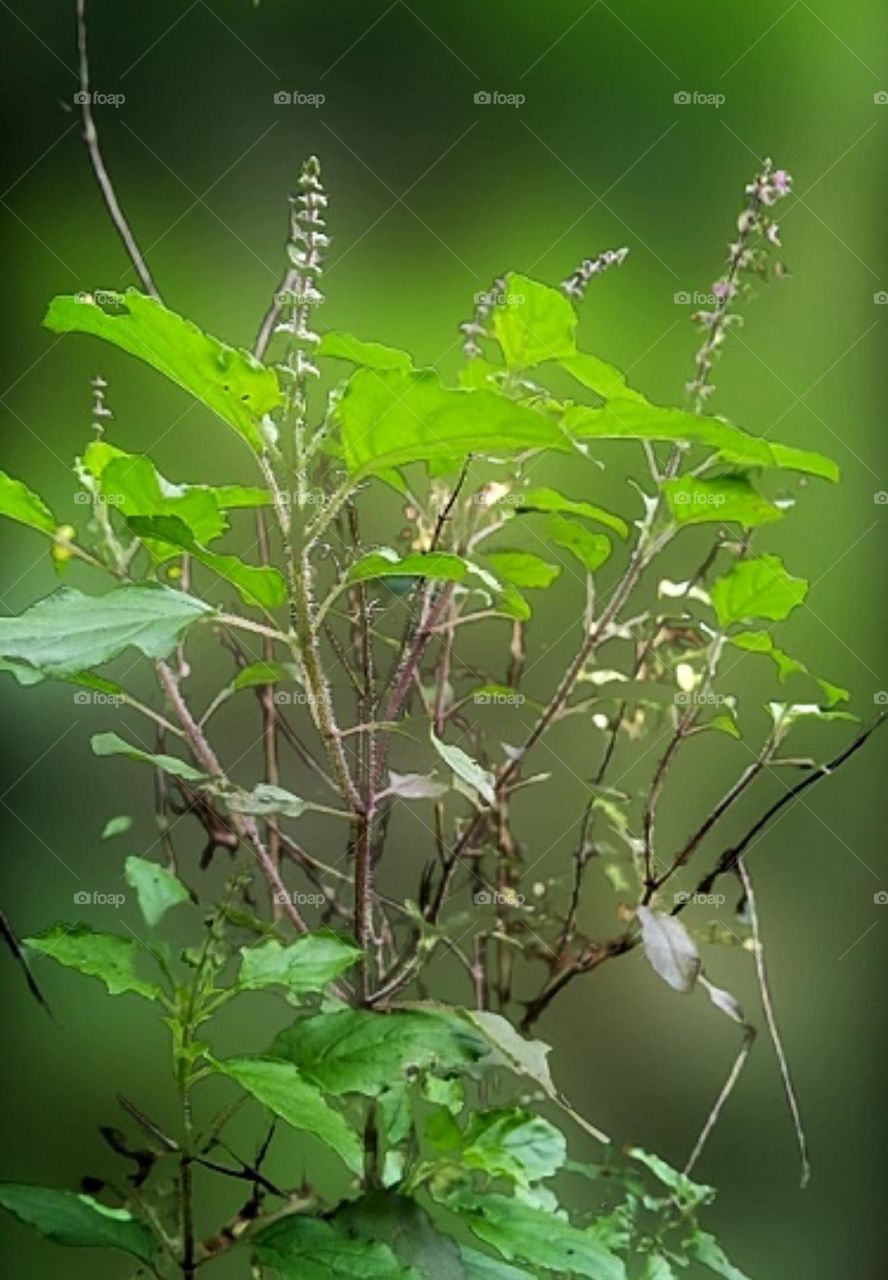 tulsi the mother of medicine