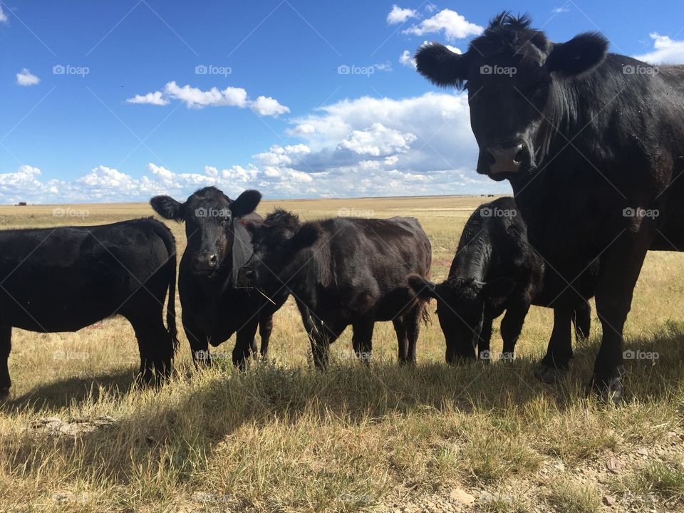 Curious cows