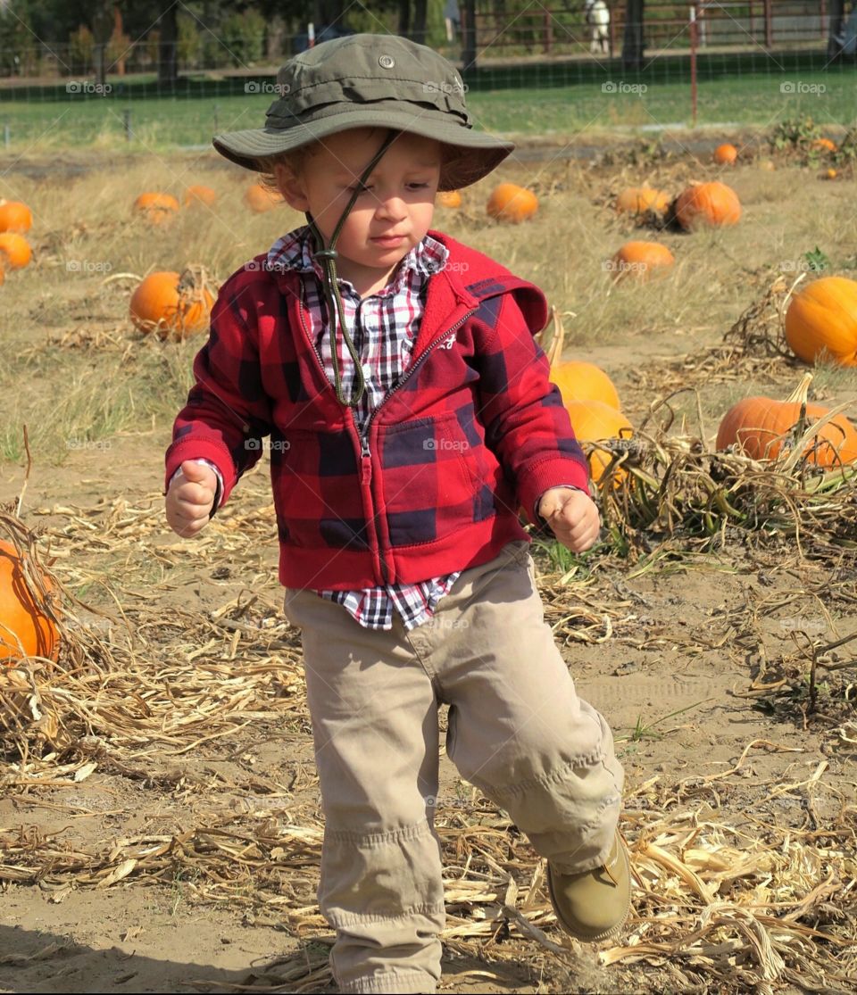The little man works his way through the pumpkin patch looking for just the right one. 