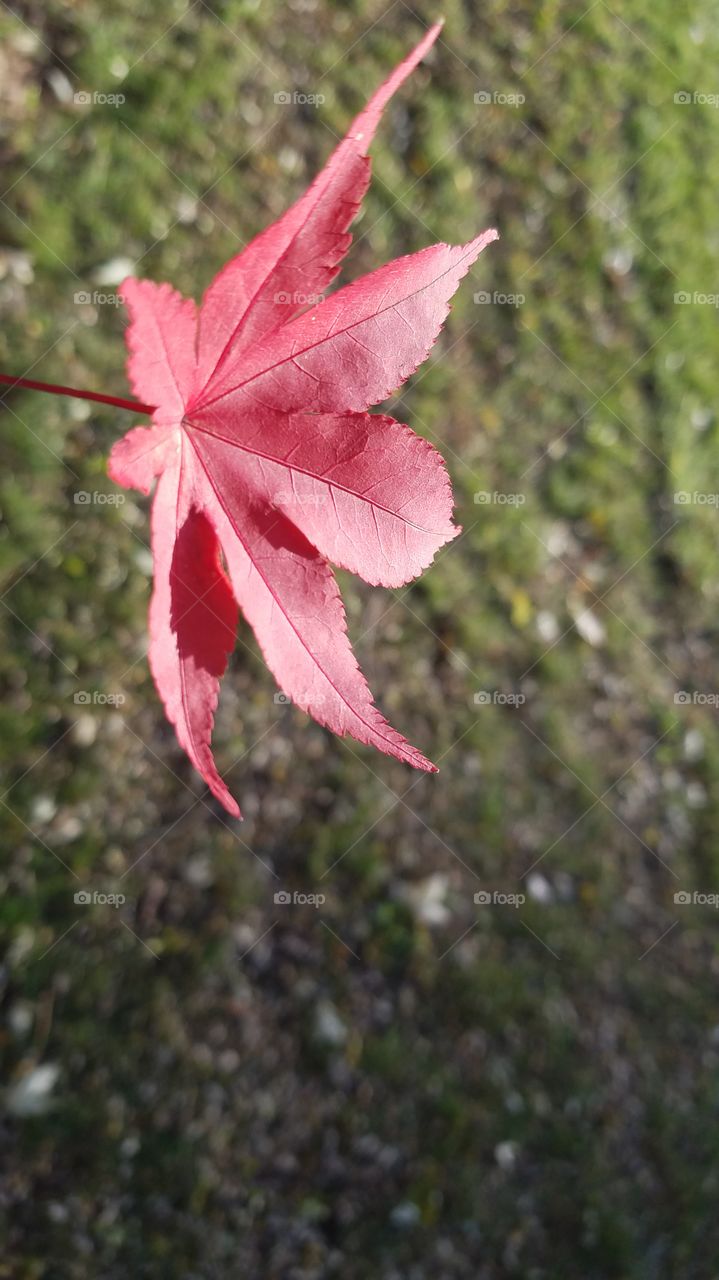 Japanese red maple leaf