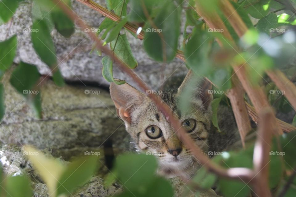 Stray cat in the bushes. 