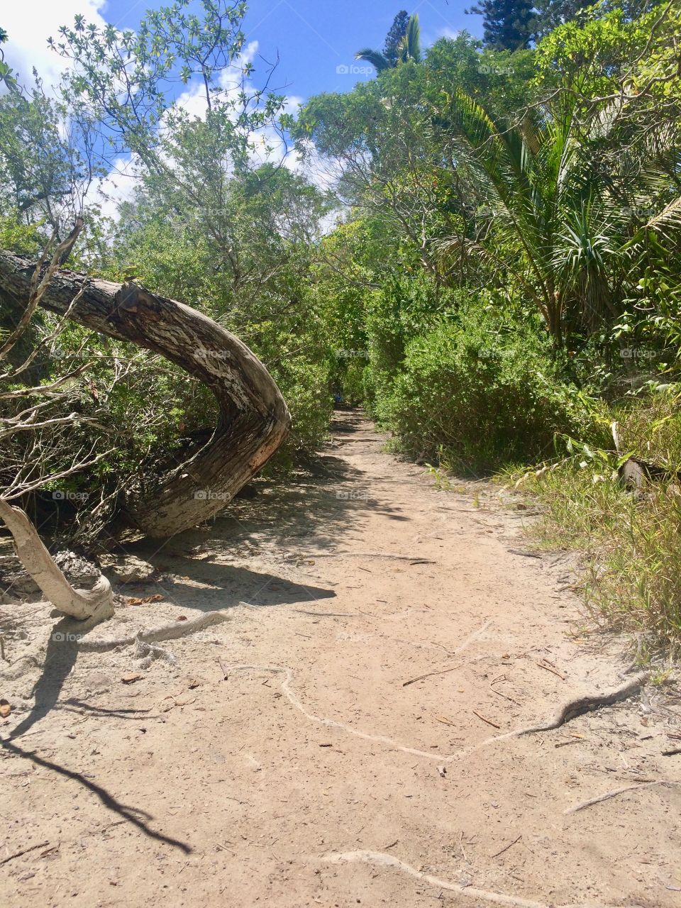 Tropical path on a paradisiac island