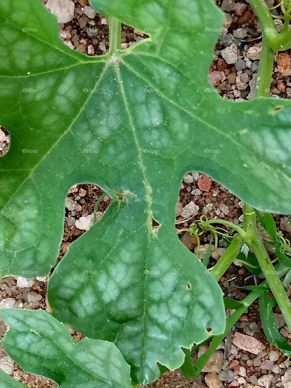 We call this in our local dialets egusi leaf. the seed is used for soup and it is very sweet.