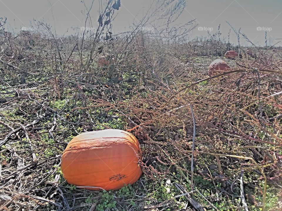 one pumpkin in a field