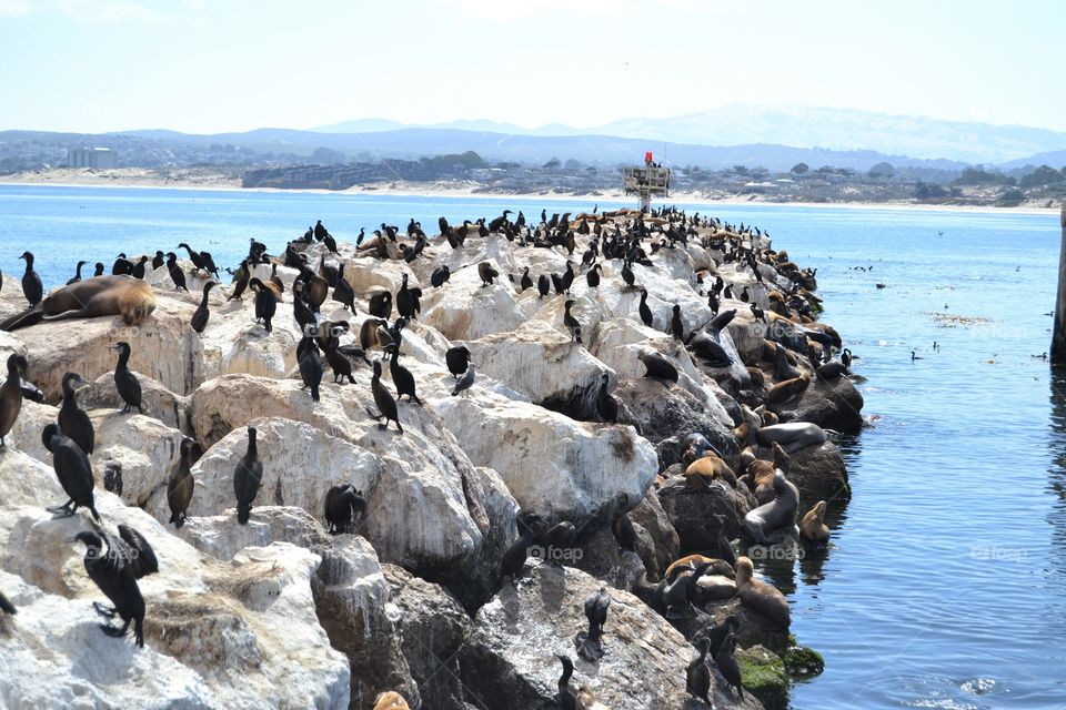 Pier in Monterey bay with sea lions and birds