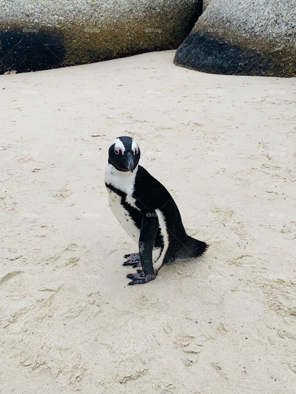 Penguins be like ‘there’s a dress code on this beach, we wear tuxes here’. 