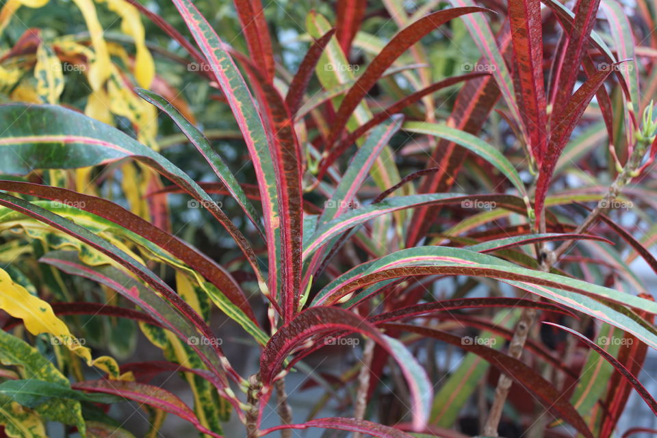 beautiful multicolored plants