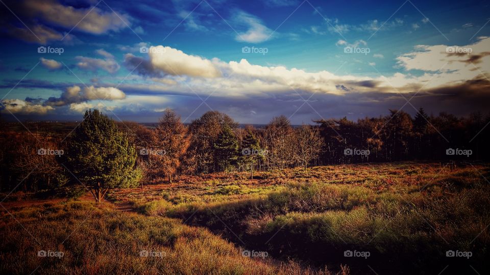 Trees in forest with conifer evergreen trees in late Autumn / early winter. View over moorland and heathland. 