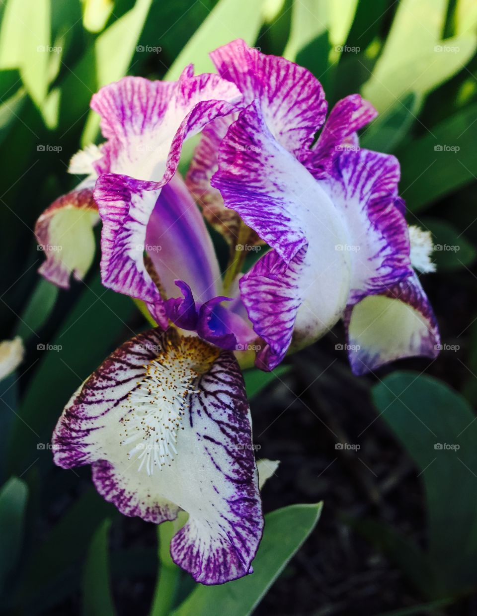Iris