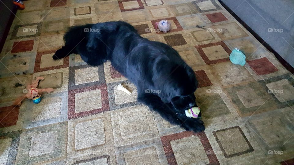 Dog, No Person, One, Mammal, People