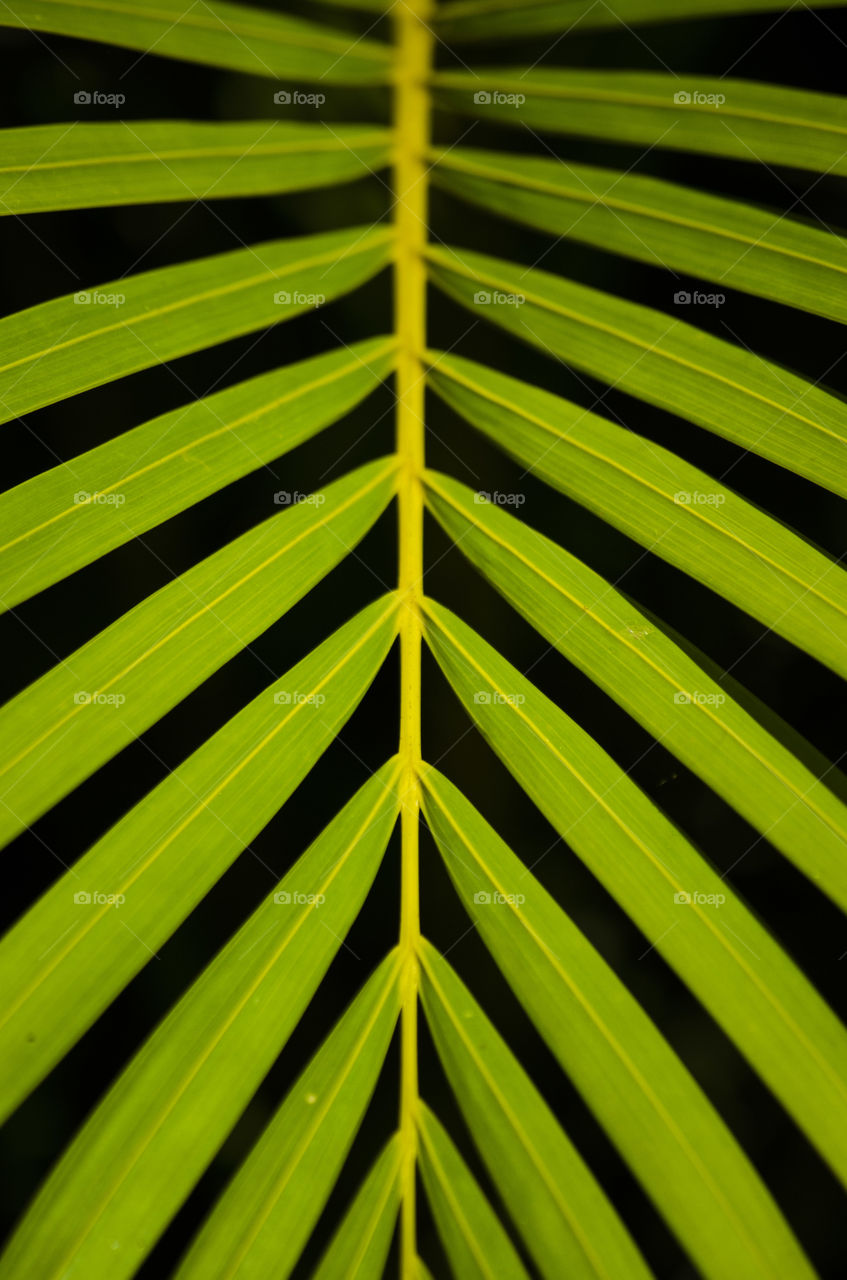 Leaf texture