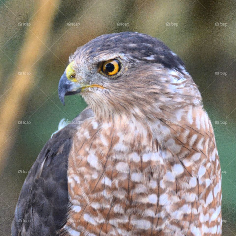 Hawk profile 
