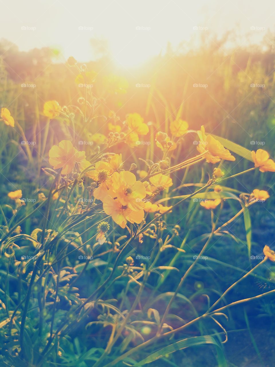 Yellow flowers at sunset