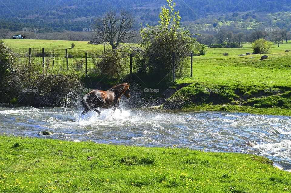 Horse crosing the river