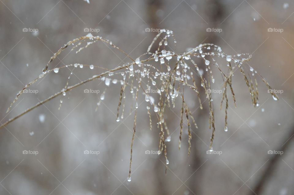 Close-up of frozen plant