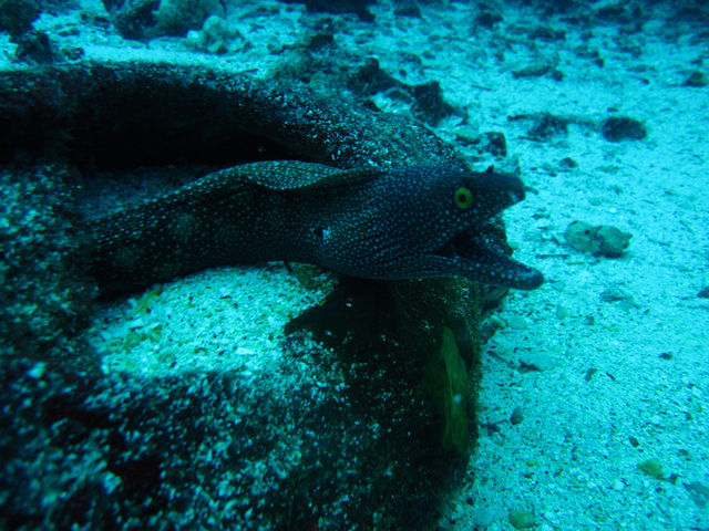 eel underwater dive snake by tdebby