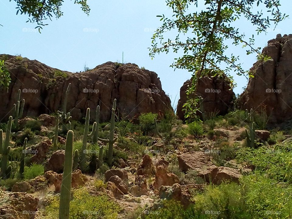 mountain landscape variety