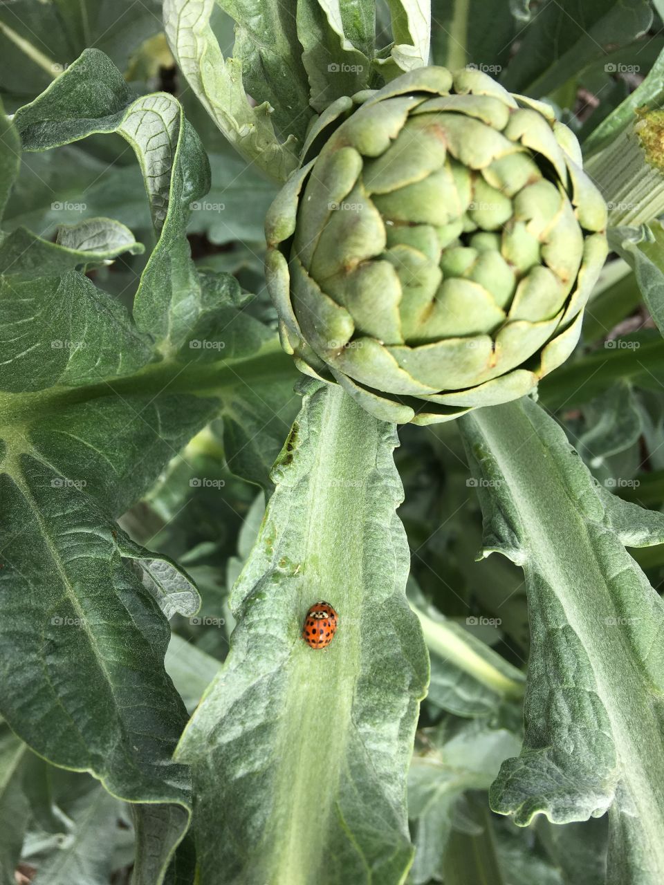 Ladybird with artichoke 