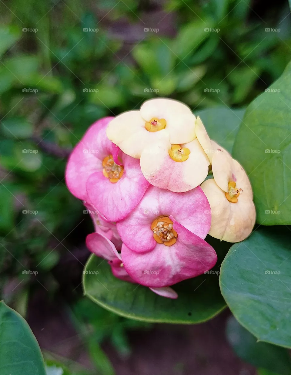 Beautiful flower