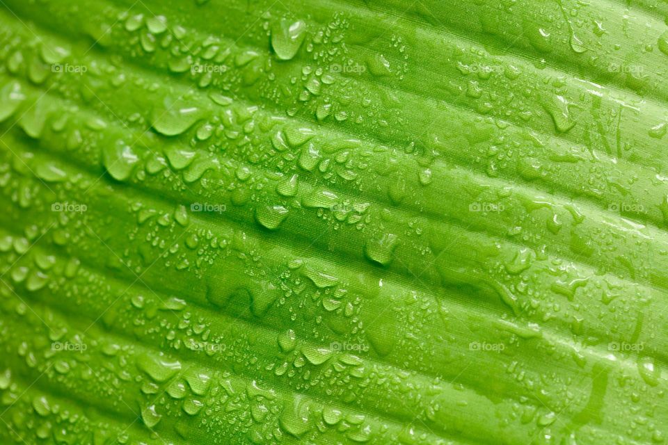 tropical plant leaf right after rain