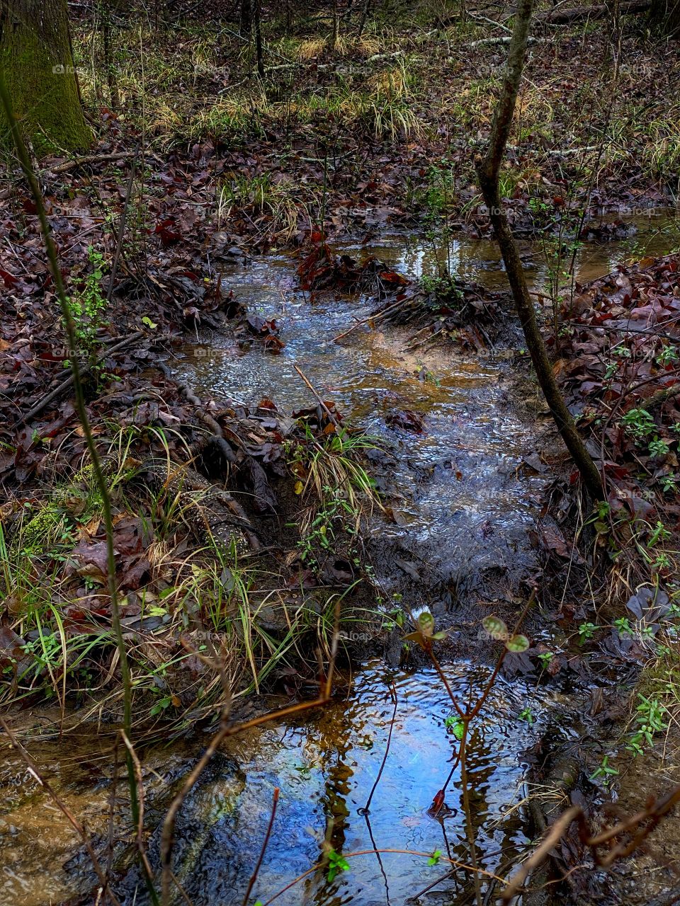Small Forest Stream Upclose
