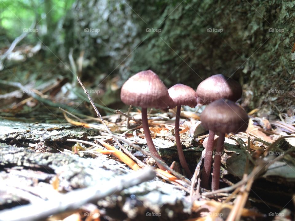 Mushrooms 