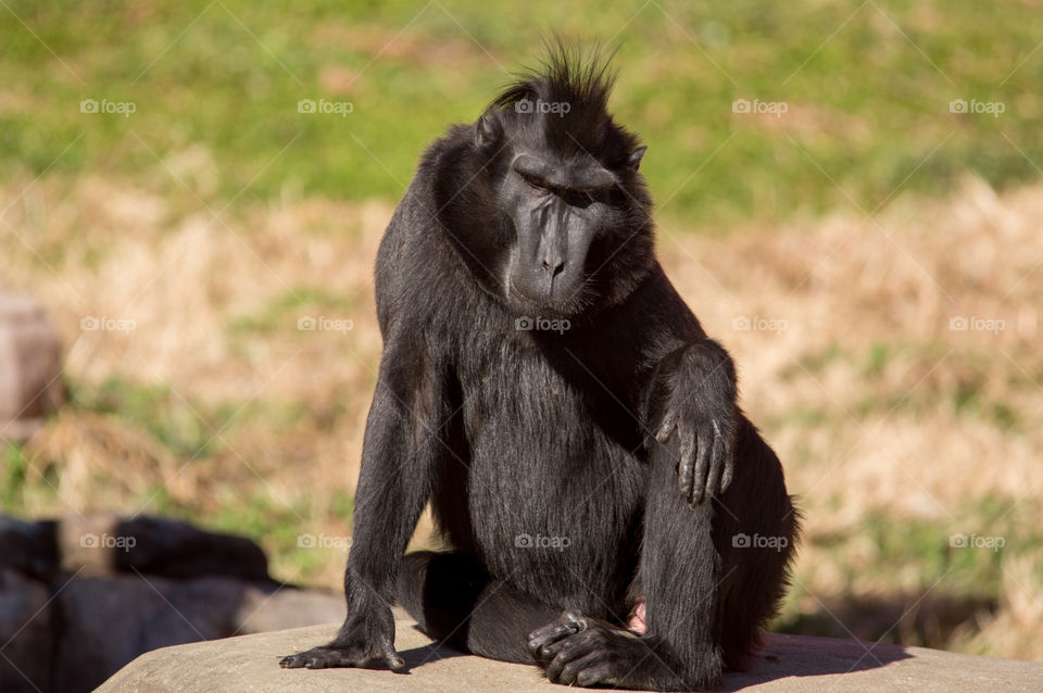 Created Black Macaque