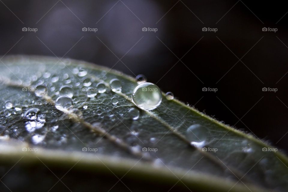 Macro of water drops on leaf