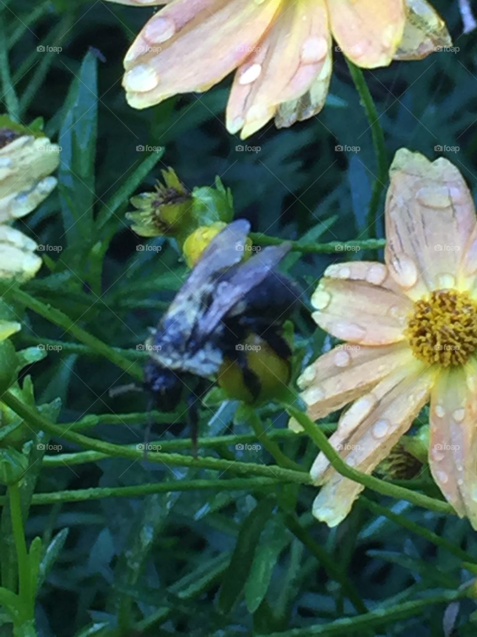 Carpenter bee