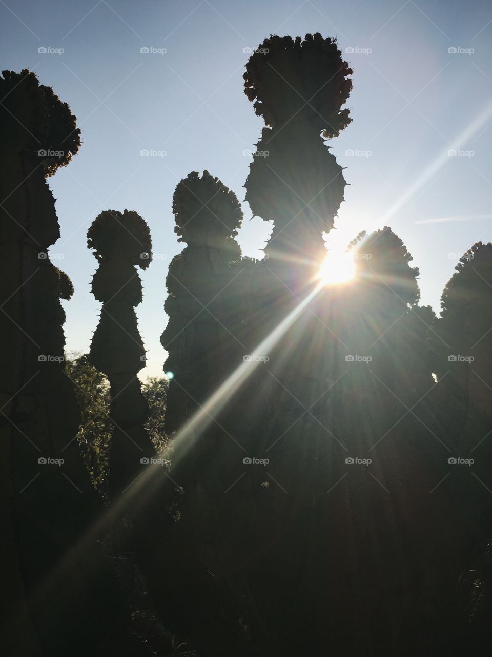 Backlit Cactus, South Africa