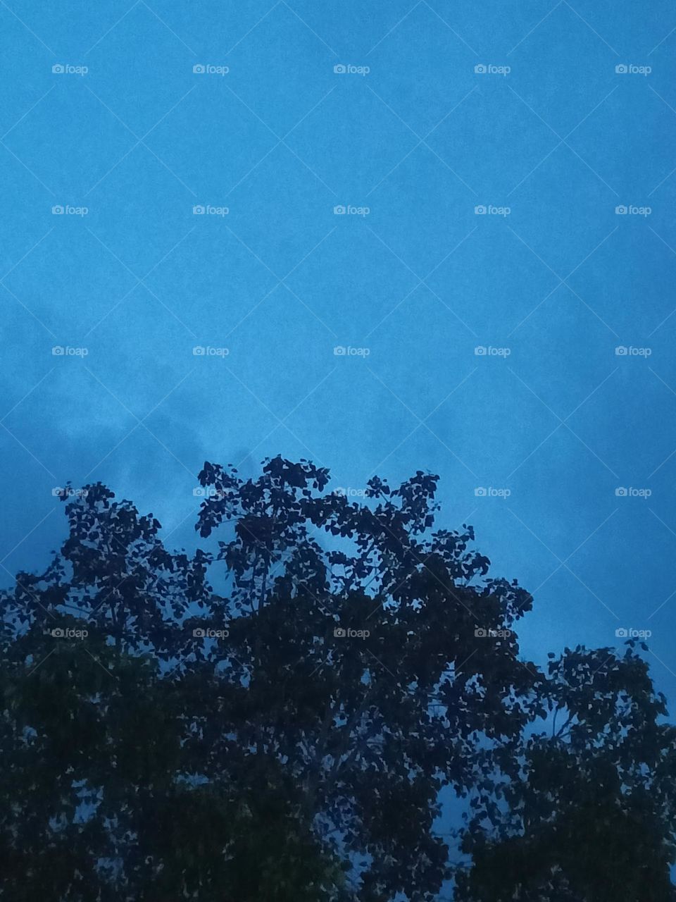 Blue Sky Tree 🎄