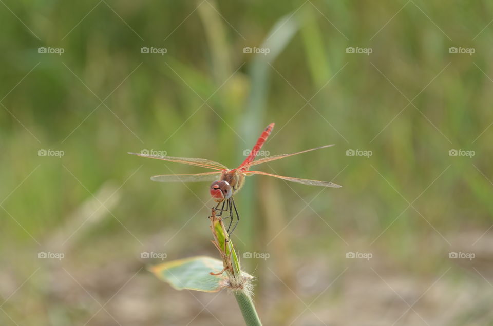 dragonfly's