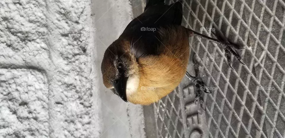sad Birdy