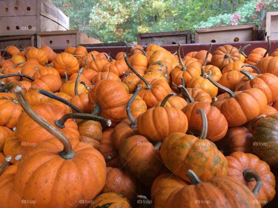 Petit Pumpkins. Rack of pumpkins at Burt's in Dawsonville, GA