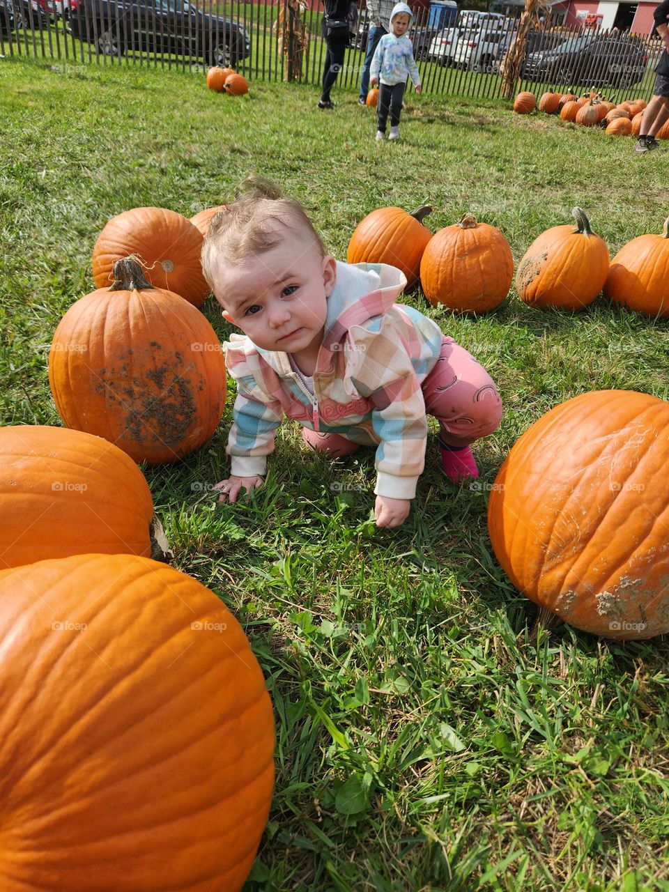 pumpkin patch