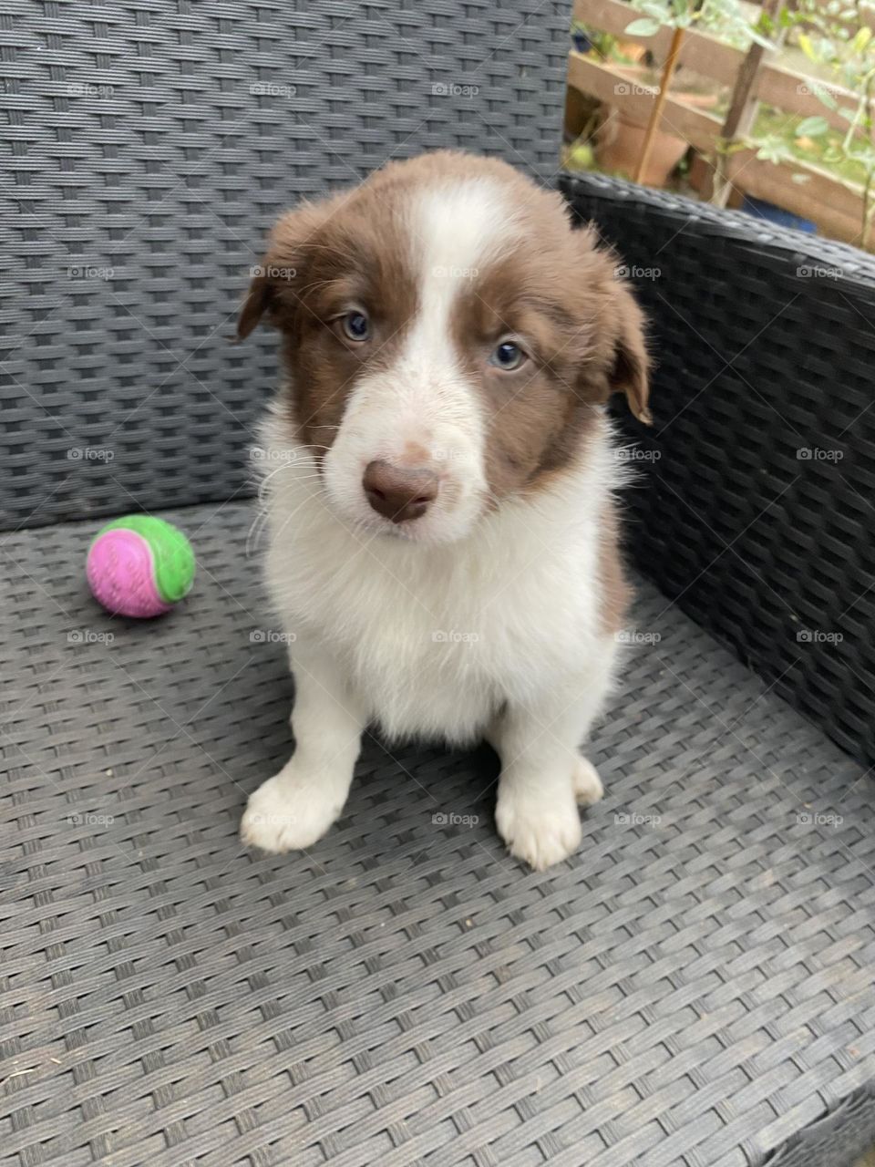 Border collie puppy girl and a ball