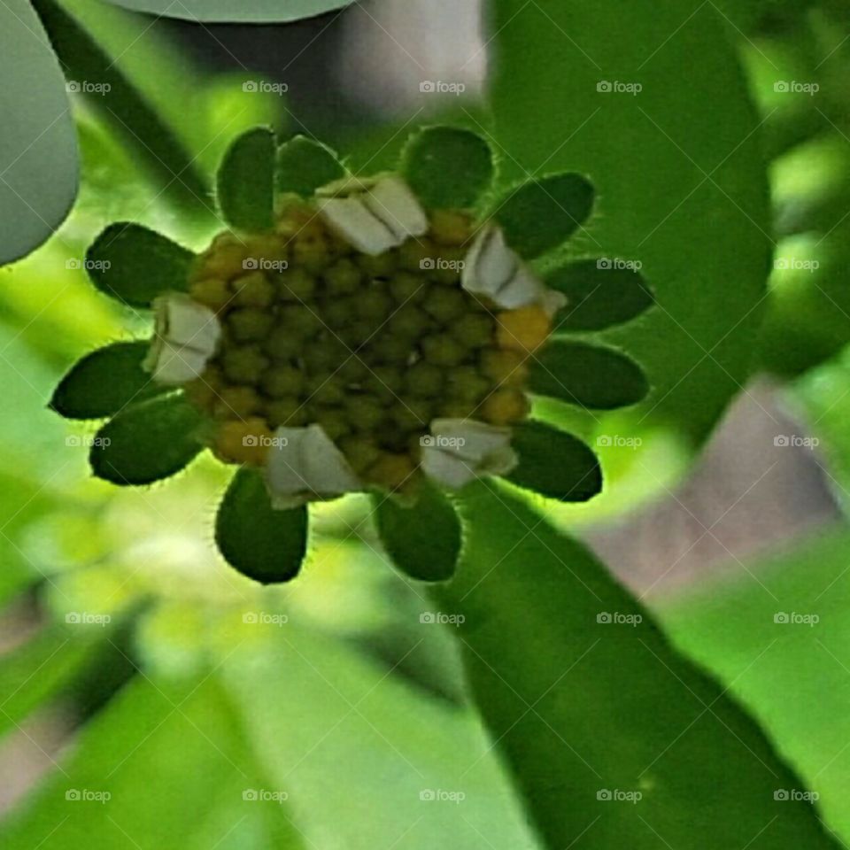 flower bud