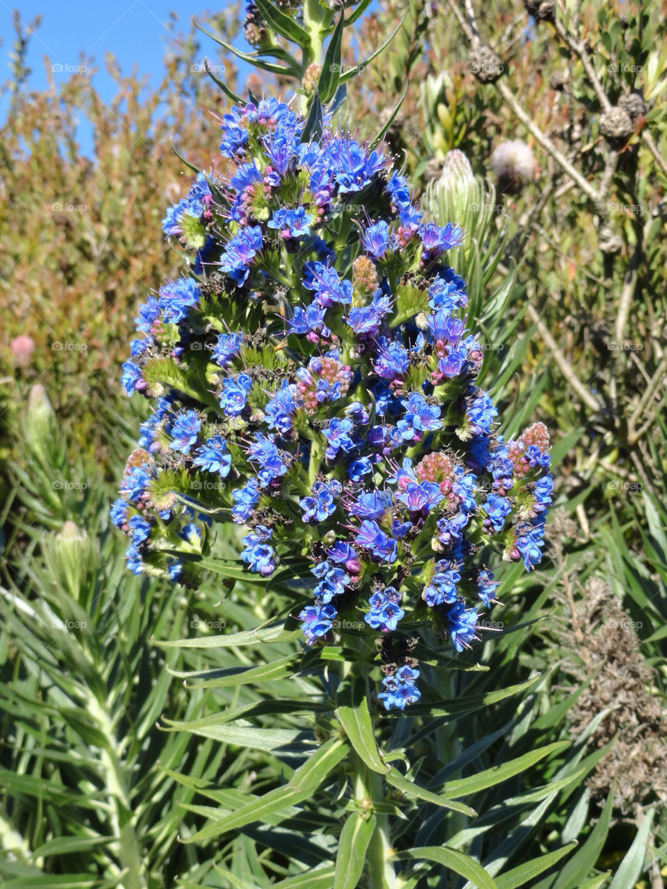 flower usa bridge california by feche_103