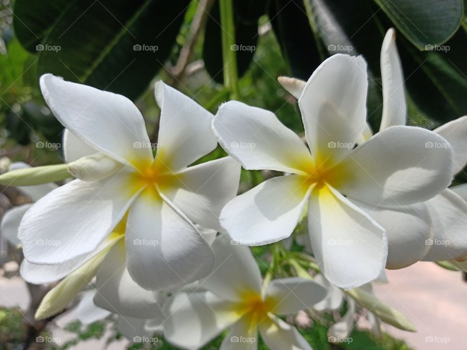 Beautiful Plumeria Flowers