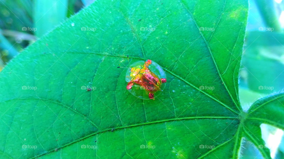 Golden ladybug!!!