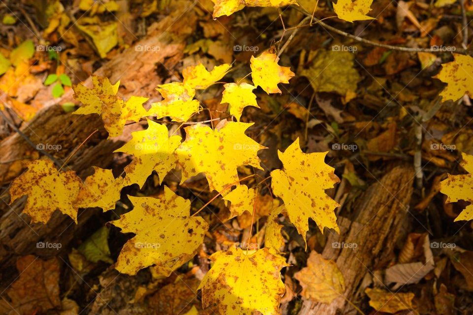 Autumn Foliage