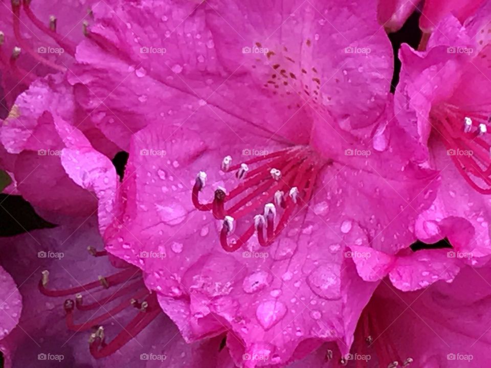 Rose macro with drop 