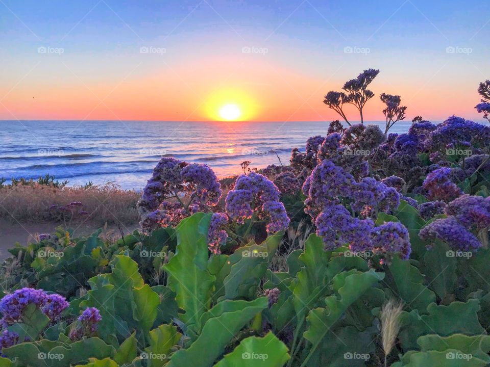 Sea Lavender Sunset
