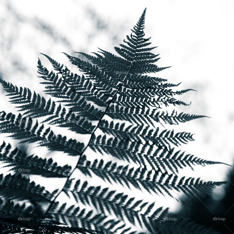 Leaf, Nature, Flora, Desktop, Fern